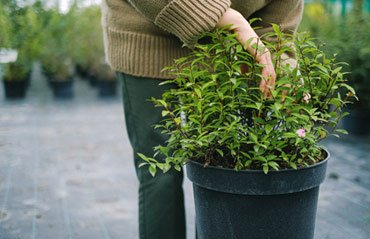 Top 5 Benefits of Having Indoor Plants in Your Home & OfficeHello world!